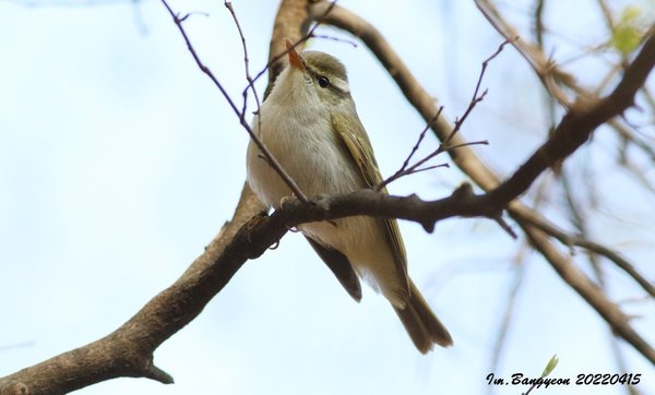 산솔새